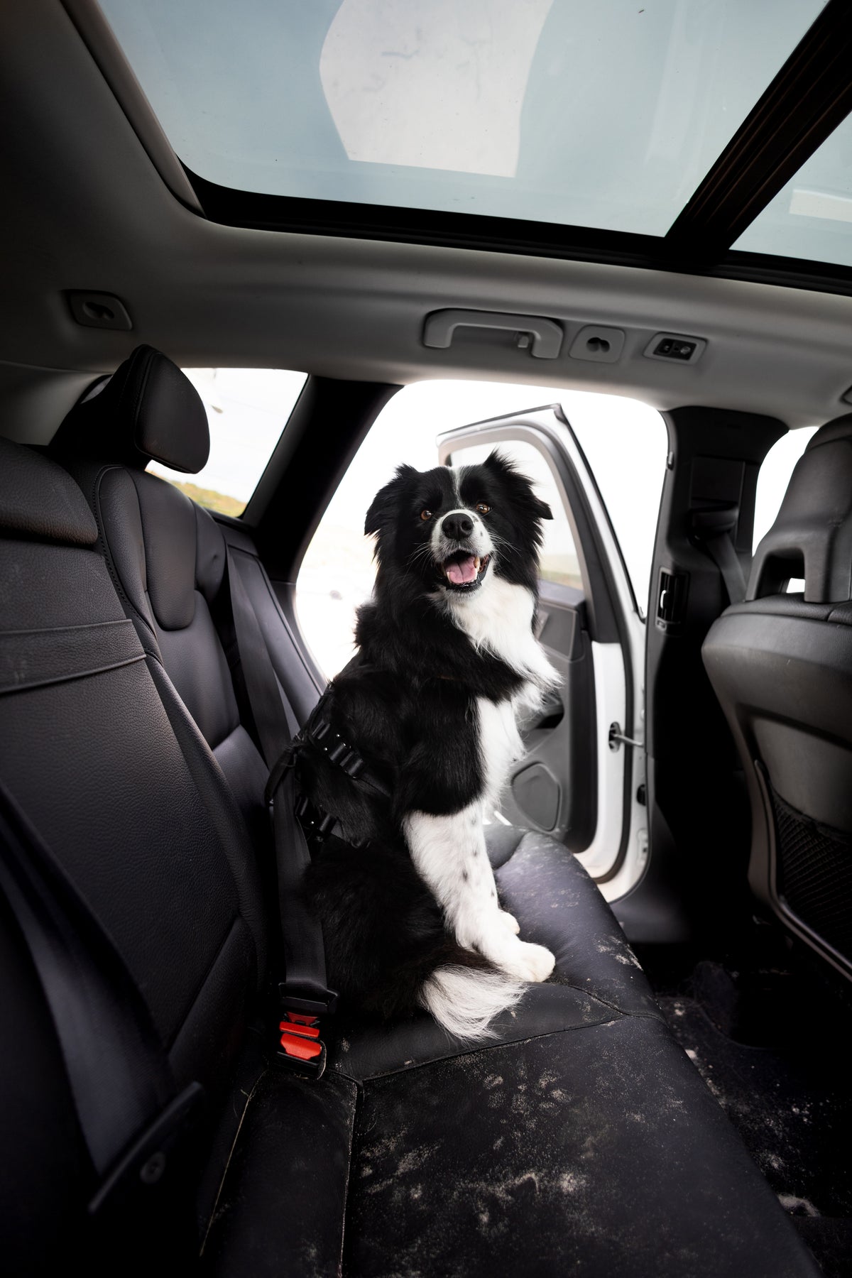 NORTHBOUND - CRASH TESTED HARNESS